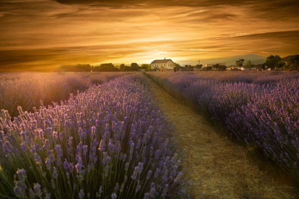 Discover the Quintessential Experience: Planning a Picture-Perfect Trip to the Breathtaking Cotswold Lavender Fields in Peak Bloom